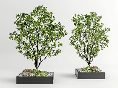 Square Black Flower Planters With Two Trees Stones And Small Green Plants 3d model