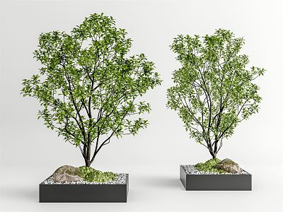 Modern Tree Pool Landscape Tree model