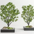 Modern Tree Pool Landscape Tree 3d model