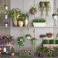 Indoor Decorative Bonsai and Potted Plants with Hanging Baskets and Shelf Displays
