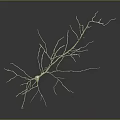 Delicate Plant Roots Structure With Thin Branches On Dark Background