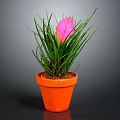 Vibrant Houseplant With Long Green Leaves And Pink Flower In Orange Pot