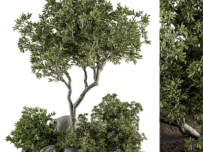 Lush Green Arbor With Branches Shrubs And Stones In Natural Setting 3d model