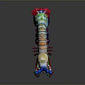 Colorful Aquatic Animal Anatomical Model With Blue Antennae Red Limbs And Multicolored Body
