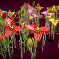 Vibrant Colorful Flowers Displaying Multiple Colors with Slender Stems Against Dark Background