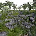 Natural Garden Ornament Scene With Rocks Green Grass And Tall Trees