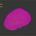 Vibrant Aquatic Animal Shell With Orange Pink Stripes And Textured Surface On Dark Reflective Background