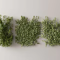 Modern Vine 3d model