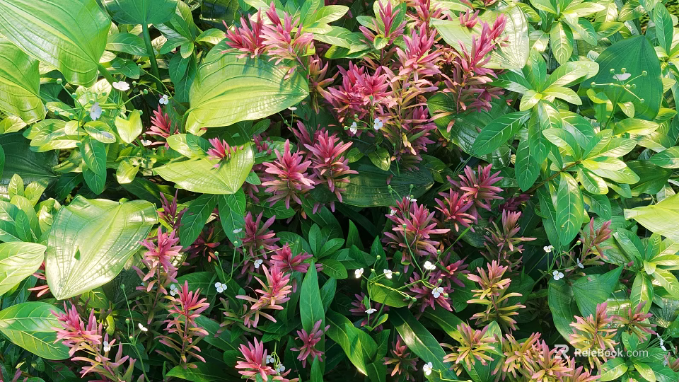 Purple Red Shrubs With Lush Green Foliage And White Small Flowers In Garden 3d model 