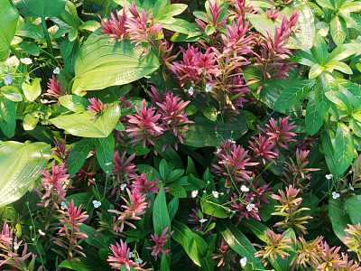 Purple Red Shrubs With Lush Green Foliage And White Small Flowers In Garden 3d model