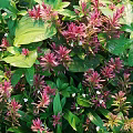 Purple Red Shrubs With Lush Green Foliage And White Small Flowers In Garden