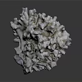 Marine Aquatic Animal White Coral Polyp Structure with Gray Background and Label