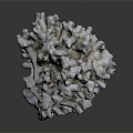 Modern Coral Red Coral White Coral Blue Coral 3d model