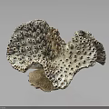 Porous Marine Sponge Animal With Irregular Structure Grayish Brown Color And Small Holes