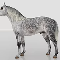 Gray And White Spotted Horse With Long White Mane Standing On Gray Background 3d model