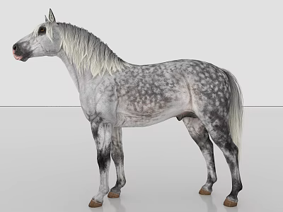 Modern horse white horse 3d model