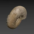 Detailed Natural Ivory Seashell With Textured Surface On Gray Background