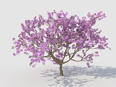 Blooming Tree With Dense Purple Flowers And Shadow On White Background 3d model