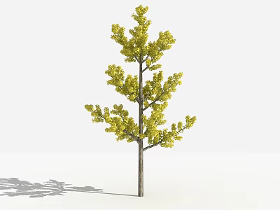 Tall Arbor With Yellow Leaves Brown Trunk And White Background Shadow 3d model