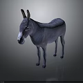 Gray Donkey Standing With White Nose And Ears Against Dark Gradient Background With Reflection