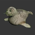 Detailed Lifelike 3D Seal Model With Spotted Fur On Gray Background