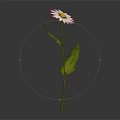 Daisy Plant With White Pink Rimmed Petals Green Stem And Leaves