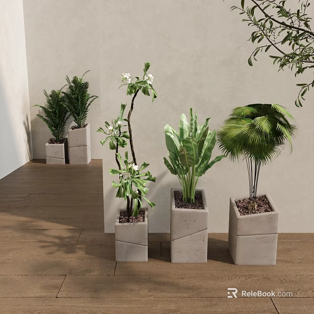 Different Potted Plants In Gray Square Concrete Planters With Light Colored Walls And Wooden Floor 3d model 