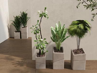 Different Potted Plants In Gray Square Concrete Planters With Light Colored Walls And Wooden Floor 3d model