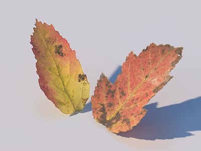 Two Spotted Autumn Leaves With Red Yellow Tones On Light Background And Shadows 3d model