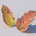 Two Spotted Autumn Leaves With Red Yellow Tones On Light Background And Shadows