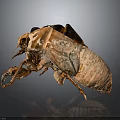 Macro View of Cicada Exuvia Showing Detailed Exoskeleton and Transparent Wings