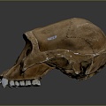 Skull Animal Skull Fossil Skull Skeleton Animal Skeleton Animal Skeleton Animal Skeleton Fossil 3d model