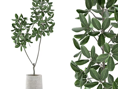 Lush Green Leaf Bonsai Potted Plant With Modern Cement Pot And Natural Branch Design 3d model