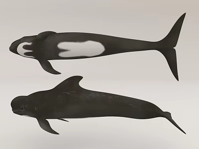 Two Aquatic Animals Displaying Black Bodies White Patches And Dorsal Fins In Side View 3d model