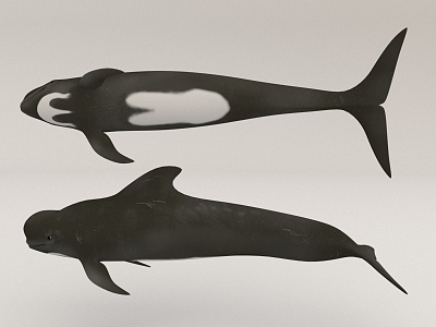 whale marine life 3d model