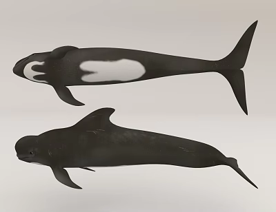 Two Aquatic Animals Displaying Black Bodies White Patches And Dorsal Fins In Side View 3d model