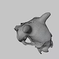 Natural Animal Skull With Horns Teeth And Detailed Bone Structure Displayed