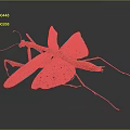 Brown Orange Mantis With Detailed Wing Structure And Long Legs On Dark Gray Background