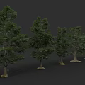 Tall Green Arbor Trees with Lush Foliage Arranged in a Row 3d model