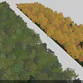Arbor Trees With Yellow And Green Foliage Arranged In Rows For Landscape Design