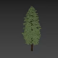 Tall Green Arbor Tree With Lush Foliage And A Person Standing Nearby