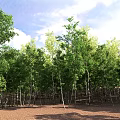 Aerial View Of Green Forest With Neatly Arranged Trees And Brown Ground