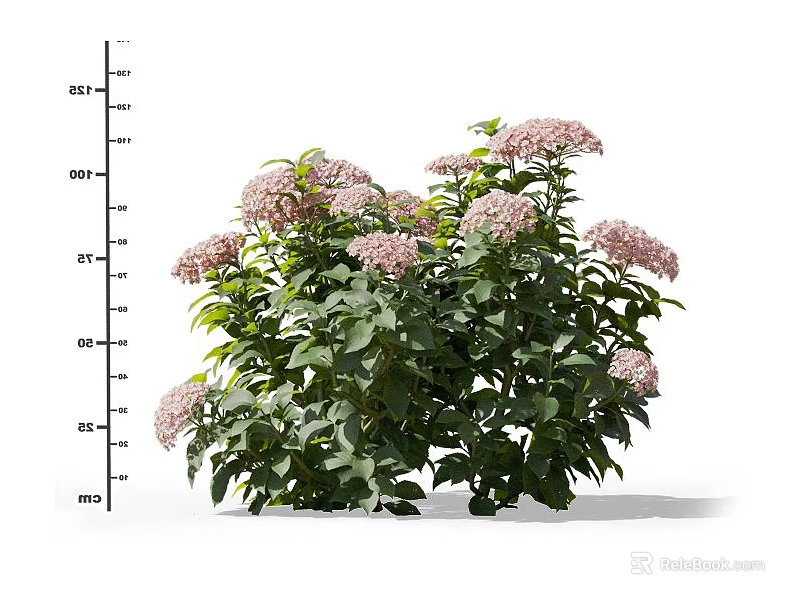 Blooming Pink Hydrangea Bushes With Lush Green Leaves And Vibrant Flowers 3d model 