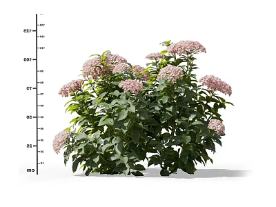 Blooming Pink Hydrangea Bushes With Lush Green Leaves And Vibrant Flowers 3d model