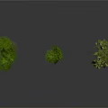 Three Fresh Green Hanging Plants on White Background With Clear Reflections