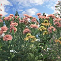 Pink and Yellow Flowers with Small White Flowers and Green Leaves Under Blue Sky Clouds