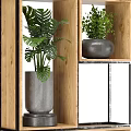 Stylish Indoor Garden Plant Display With Wooden Shelves Gray Planters And Various Green Plants