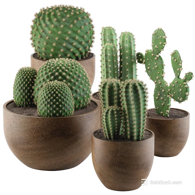Various Types of Potted Cactus Plants in Decorative Ceramic Pots for Indoor Decoration 3d model 
