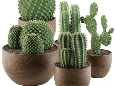Various Types of Potted Cactus Plants in Decorative Ceramic Pots for Indoor Decoration 3d model