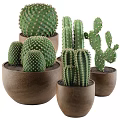 Various Types of Potted Cactus Plants in Decorative Ceramic Pots for Indoor Decoration